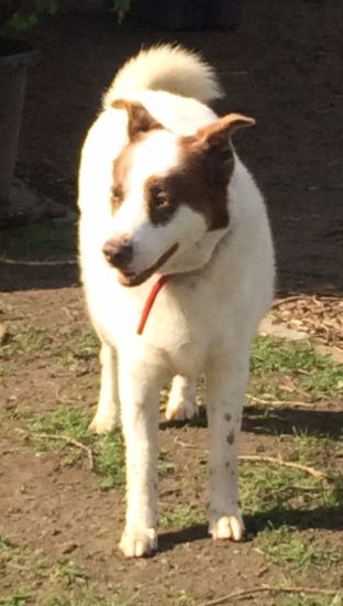 Dingo