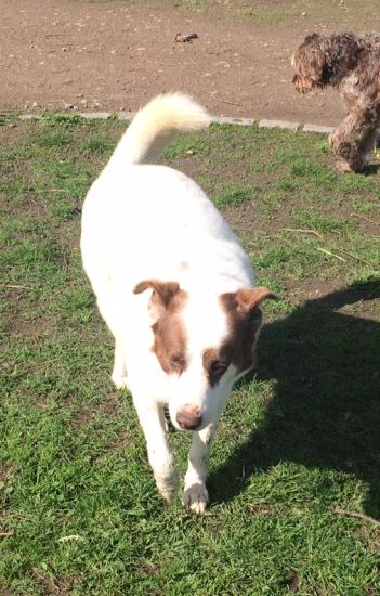 Dingo