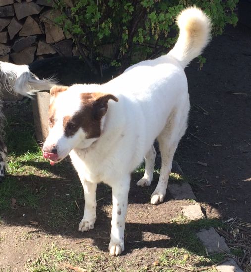 Dingo