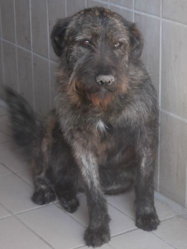 Aida