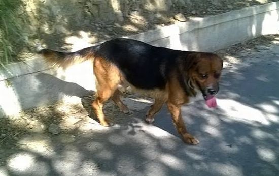 Boris