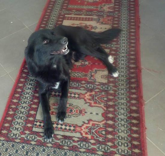 Chicca