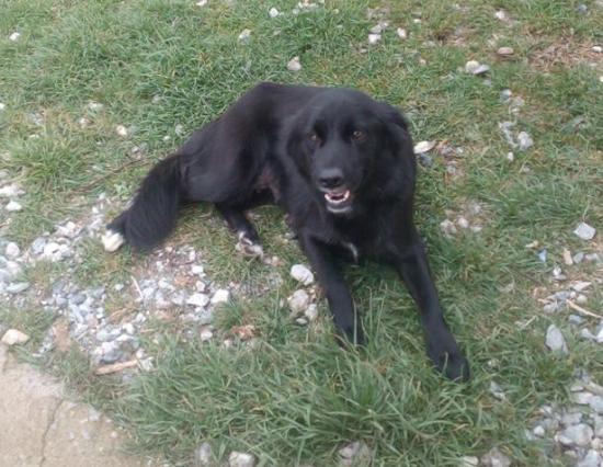 Chicca