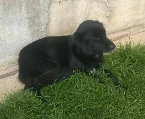 Chicca