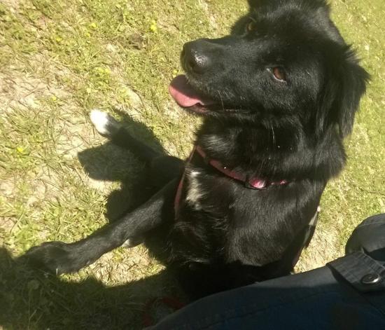 Chicca