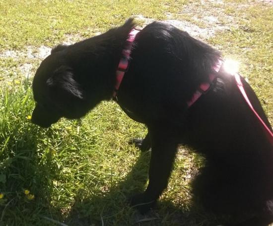 Chicca