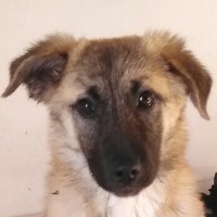 Chicca