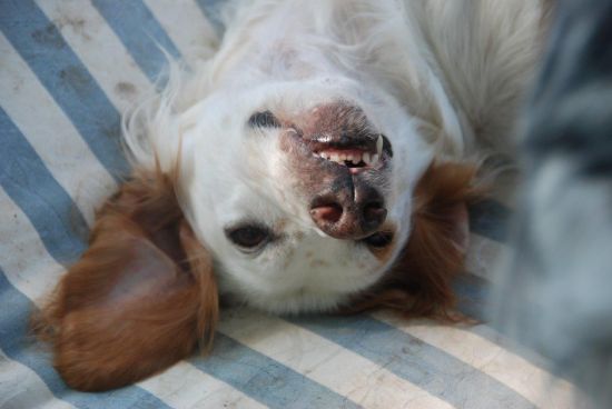 Ferdy