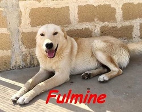 Fulmine