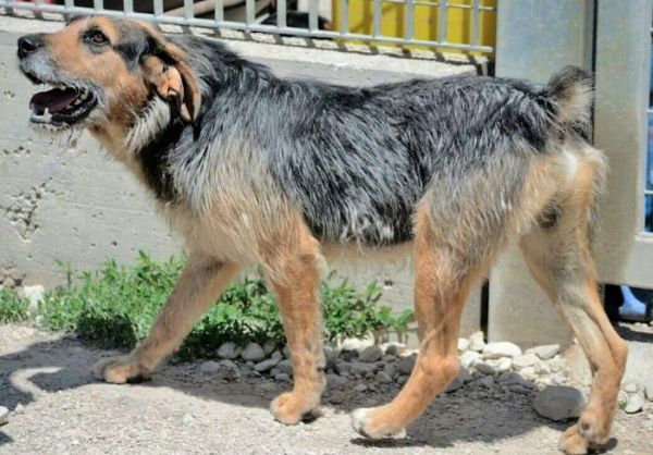 Gaucho