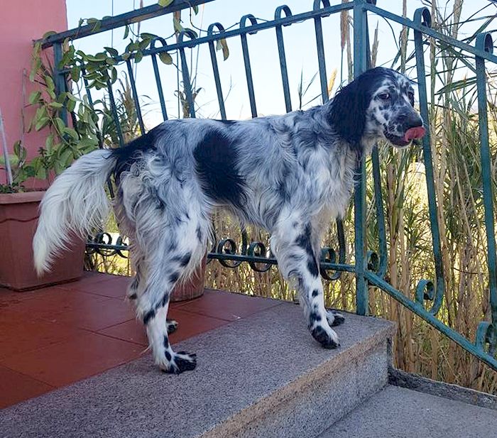 Gioia