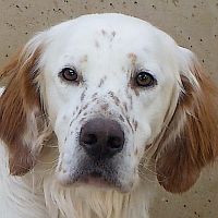 Merlino