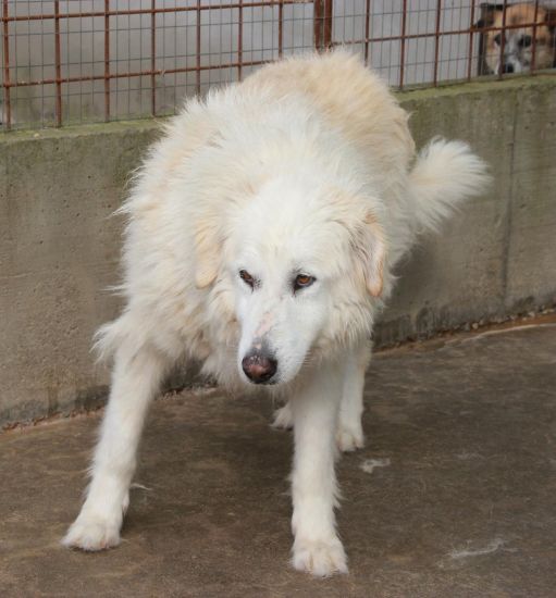 Orso