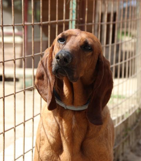 Oscar