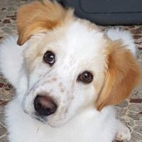 Oscar