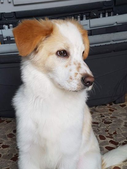 Oscar