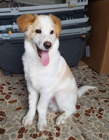 Oscar