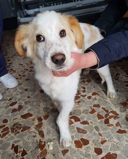 Oscar