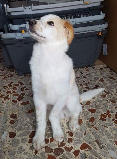 Oscar
