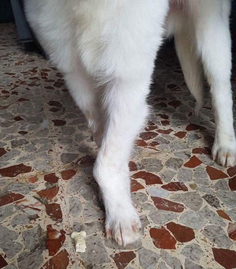 Oscar