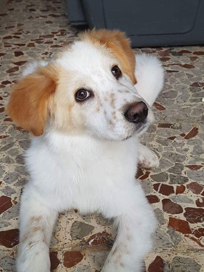 Oscar