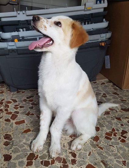 Oscar