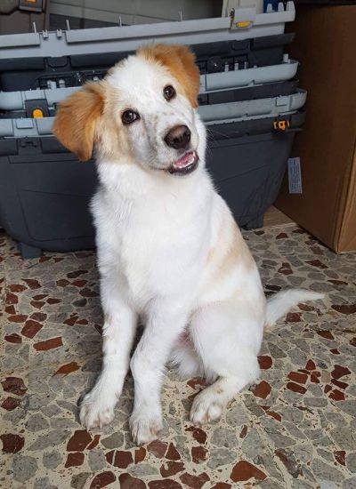 Oscar