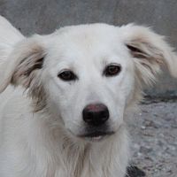 Perla