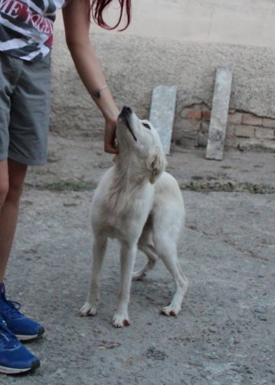 Perla