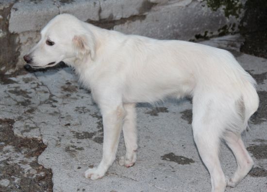 Perla