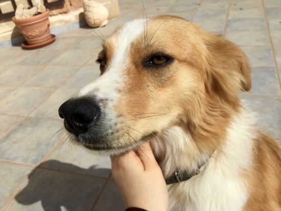 Simba