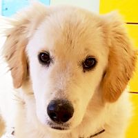 Simba
