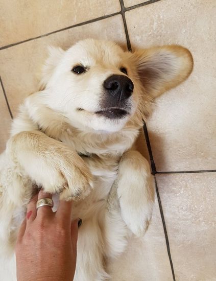 Simba