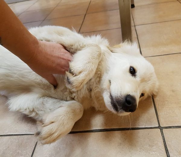 Simba