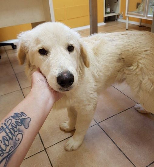 Simba