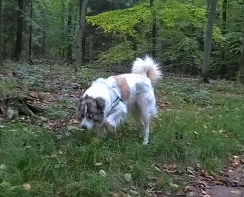 Teddy