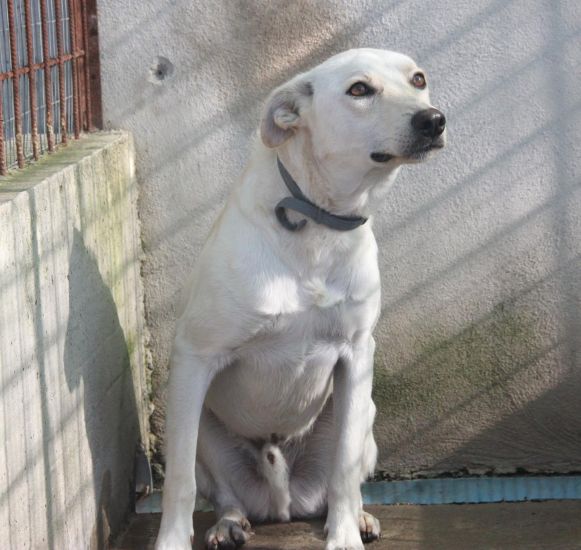 totò