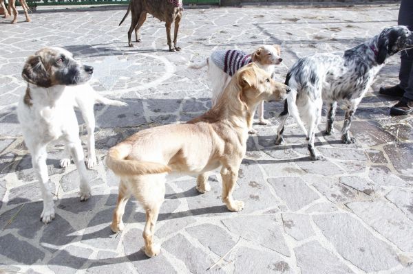 Totò