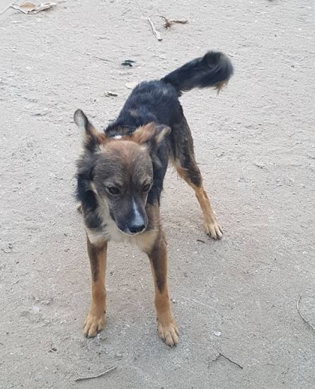Zorro