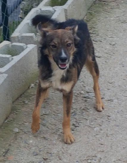 Zorro