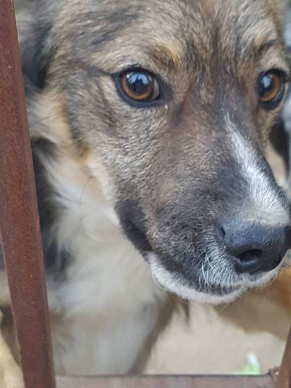 Zorro