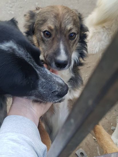 Zorro