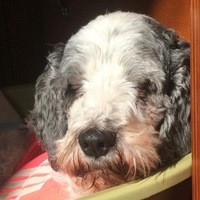 Achille