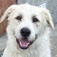 Dodi