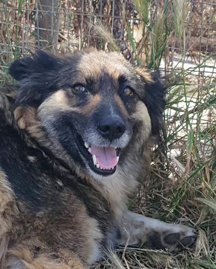 Laika