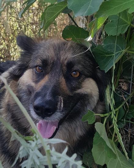 Laika
