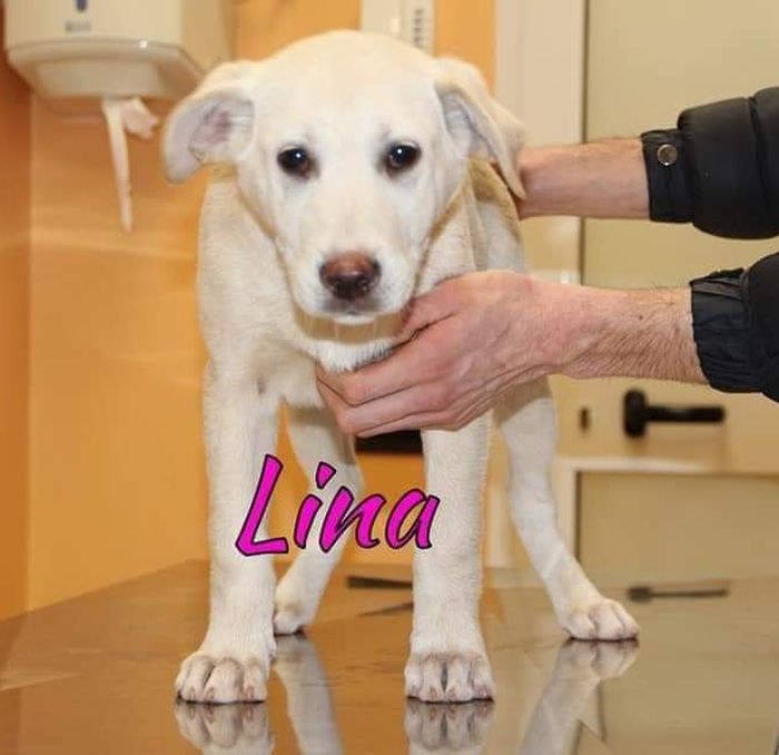 Lina