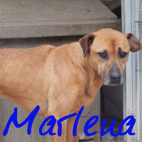 Marlena