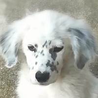 Milo
