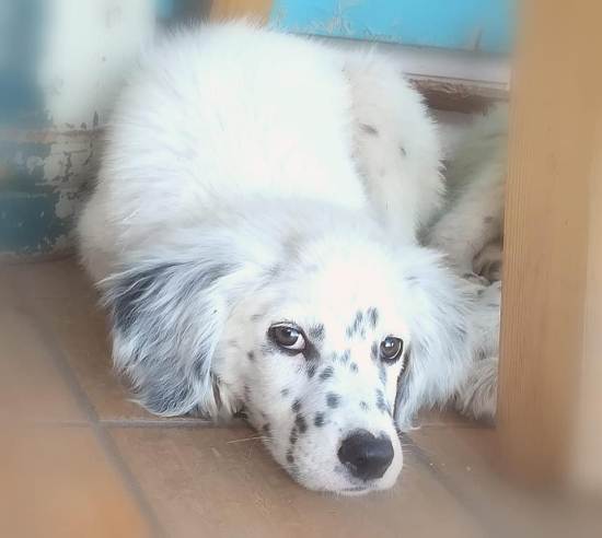 Milo